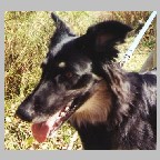 Picture of black, tan, and white mutt